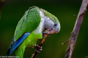 Papagei (DSC 5173)