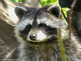 Raccoon (P1000548)
