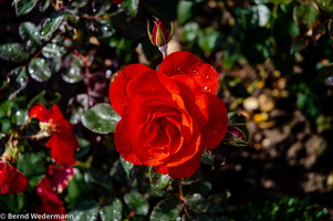 Rose (DSC_4748-1a)