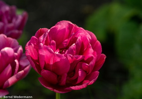 Rose (M05P0229) 