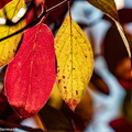 PA130075_Autumn_Leaves.jpg