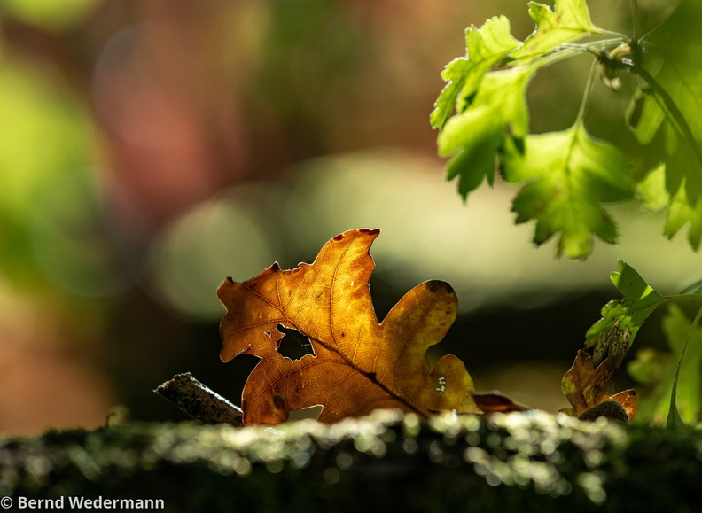 PA130017_Autumn_Leaves.jpg