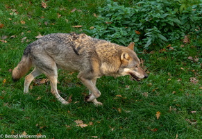 Timberwolf (M05P1381)