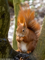 Squirrel (X3155102)