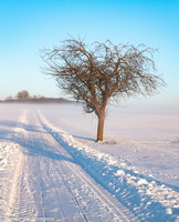 Winter, Boitzum (P1000497)