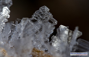 Eiskristalle (MC260693 DxO-LR-20211226)